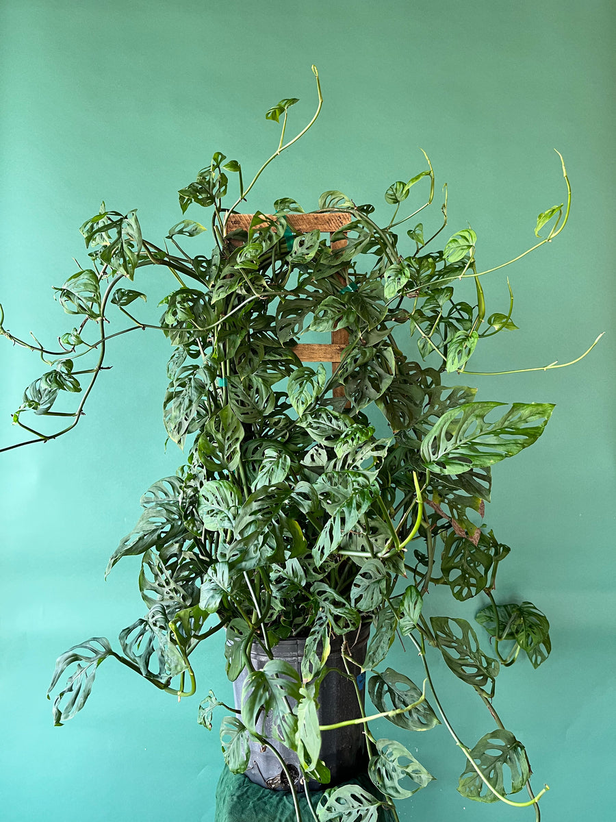 Swiss Cheese Plant Crooked Roots